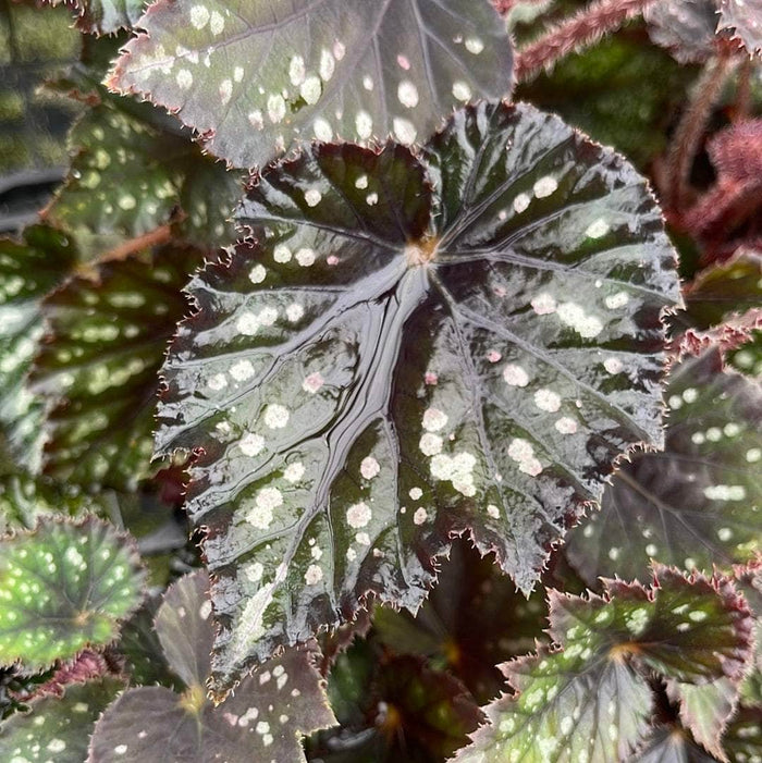 Gabriella Plants Begonia 4" Begonia rex 'Jurassic Dino Black Sky'
