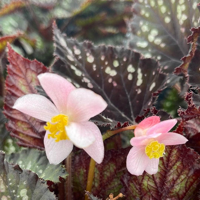 Gabriella Plants Begonia 4" Begonia rex 'Jurassic Dino Black Sky'