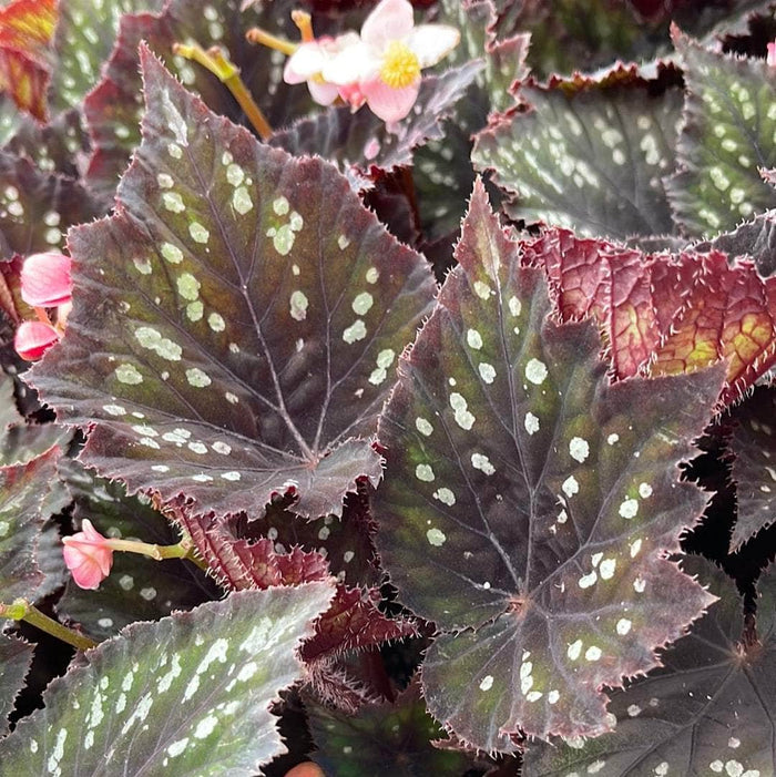 Gabriella Plants Begonia 4" Begonia rex 'Jurassic Dino Black Sky'