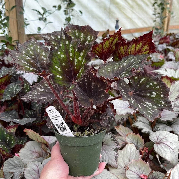 Gabriella Plants Begonia 4" Begonia rex 'Jurassic Dino Black Sky'