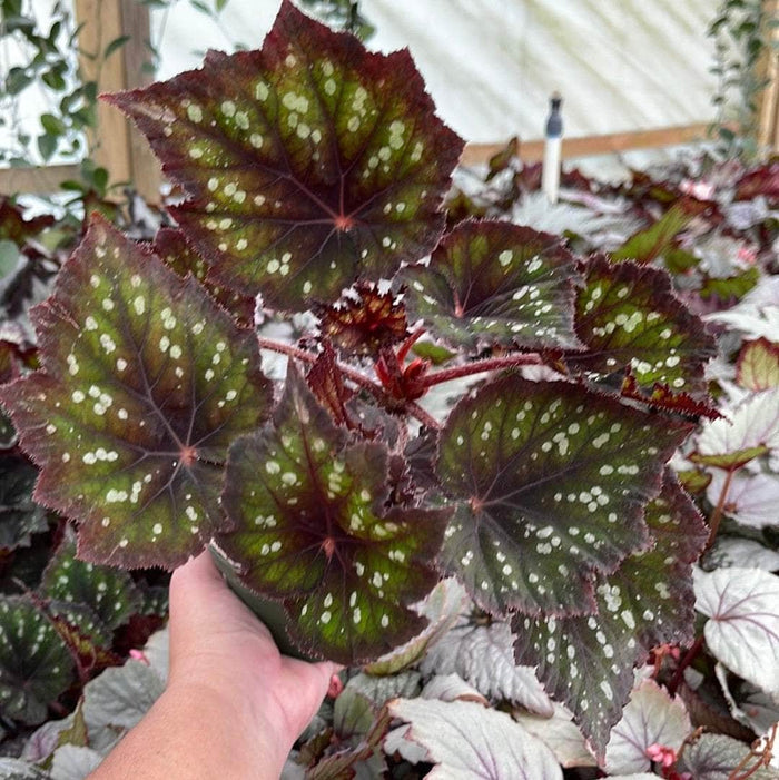 Gabriella Plants Begonia 4" Begonia rex 'Jurassic Dino Black Sky'