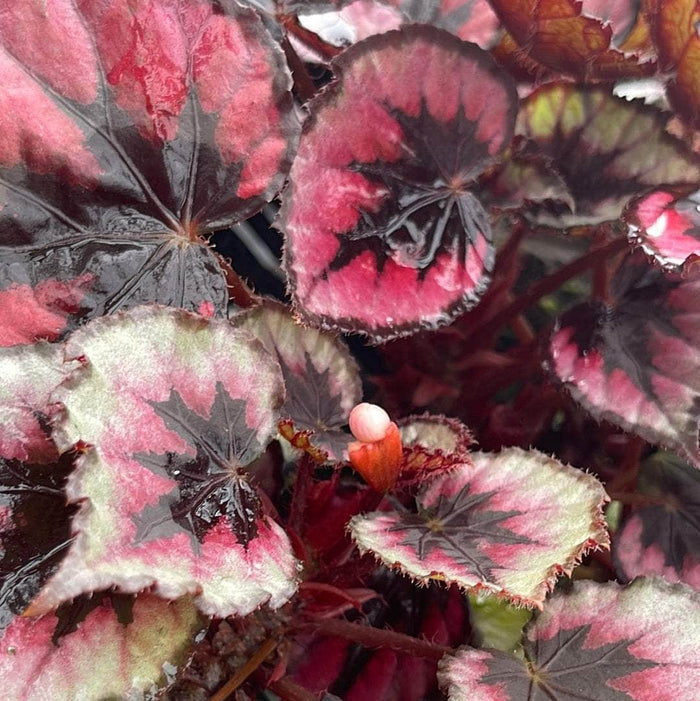 Gabriella Plants Begonia 4" Begonia rex 'Jurassic Dino Black Tie'