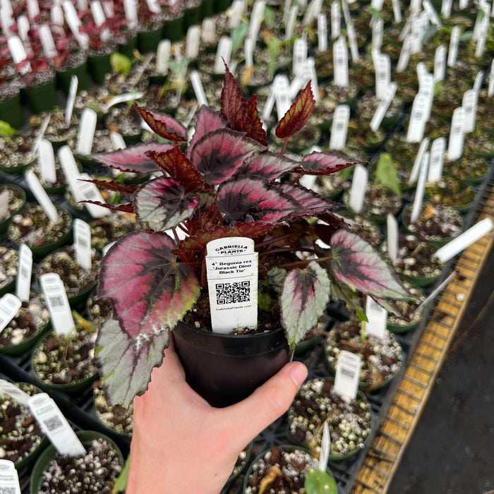 Gabriella Plants Begonia 4" Begonia rex 'Jurassic Dino Black Tie'