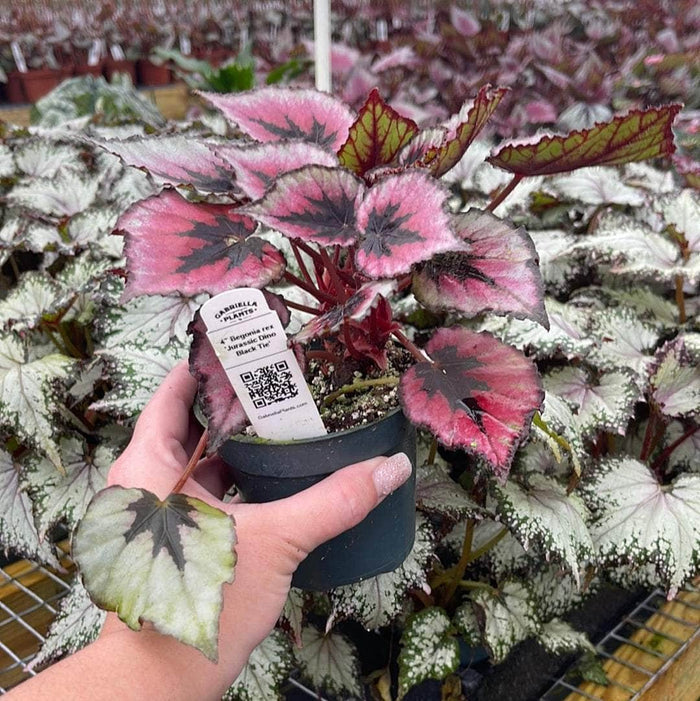Gabriella Plants Begonia 4" Begonia rex 'Jurassic Dino Black Tie'