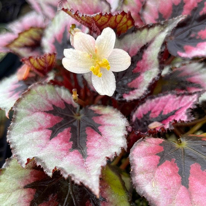 Gabriella Plants Begonia 4" Begonia rex 'Jurassic Dino Black Tie'