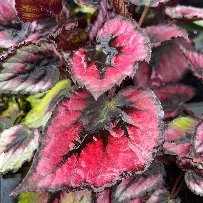 Gabriella Plants Begonia 5” Hanging Basket Begonia rex 'Jurassic Dino Black Tie'