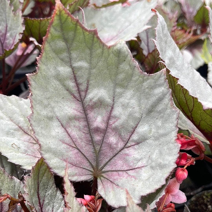 Gabriella Plants Begonia 4" Begonia rex 'Jurassic Dino Dragon Fruit'