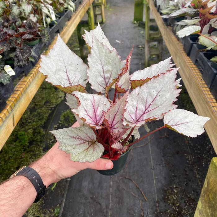 Gabriella Plants Begonia 4" Begonia rex 'Jurassic Dino Dragon Fruit'