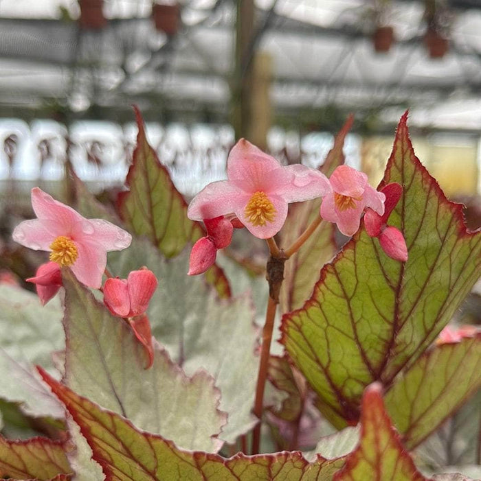 Gabriella Plants Begonia 4" Begonia rex 'Jurassic Dino Dragon Fruit'