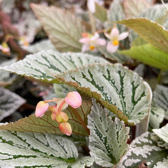 Gabriella Plants Begonia 4" Begonia rex 'Jurassic Dino Greenie'