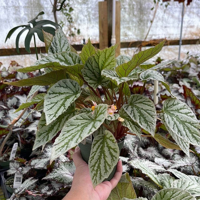 Gabriella Plants Begonia 4" Begonia rex 'Jurassic Dino Greenie'