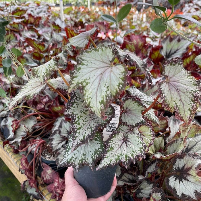 Gabriella Plants Begonia 4" Begonia rex 'Jurassic Dino Polka Dot'