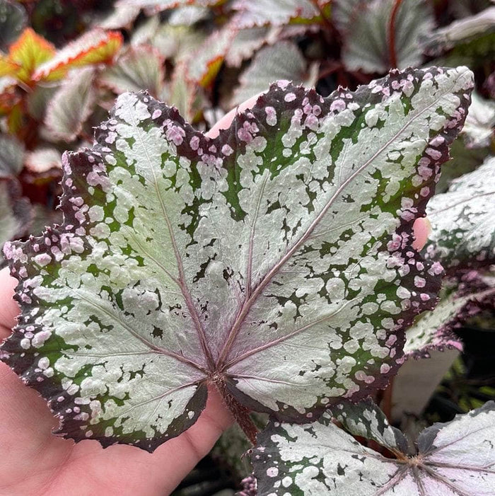 Gabriella Plants Begonia 4" Begonia rex 'Jurassic Dino Polka Dot'