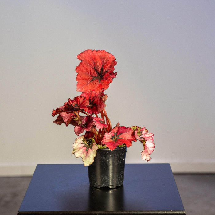 Gabriella Plants Begonia 4" Begonia rex 'Jurassic Heartbeat'
