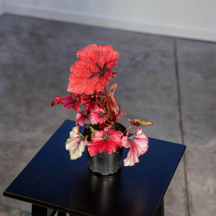 Gabriella Plants Begonia 4" Begonia rex 'Jurassic Heartbeat'