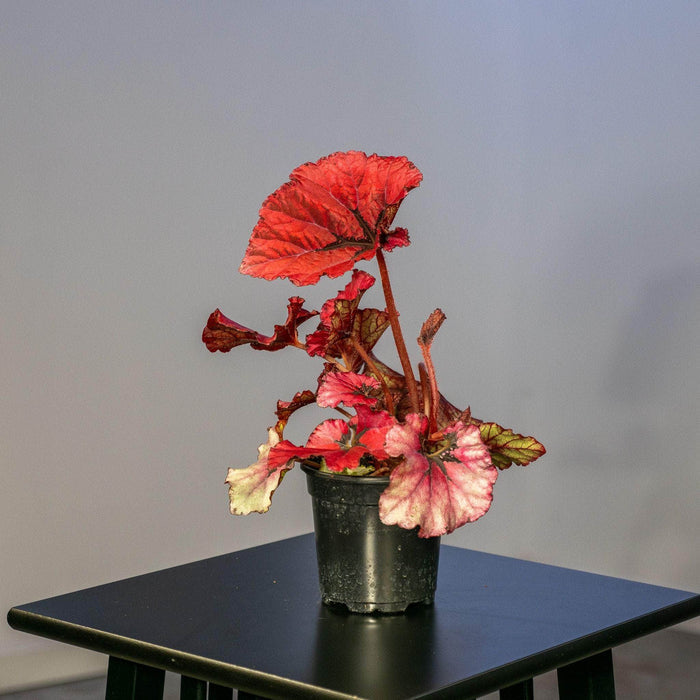 Gabriella Plants Begonia 4" Begonia rex 'Jurassic Heartbeat'