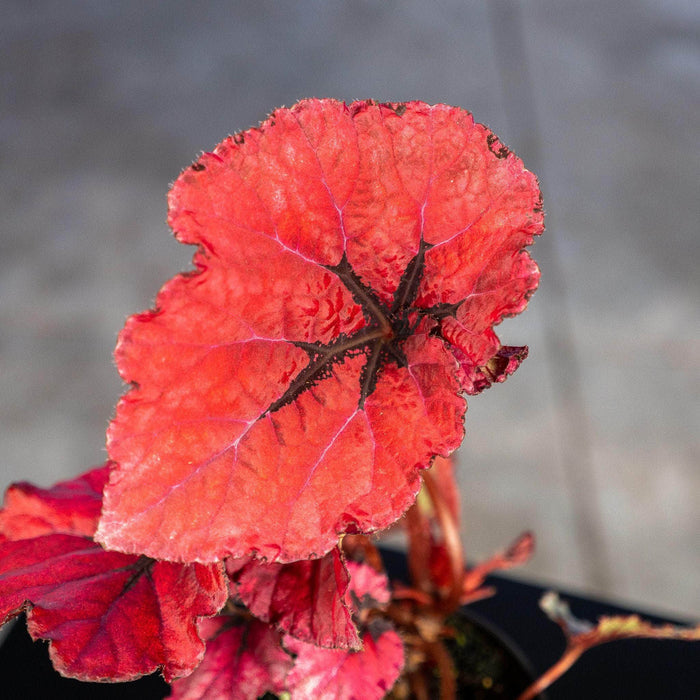 Gabriella Plants Begonia 4" Begonia rex 'Jurassic Heartbeat'