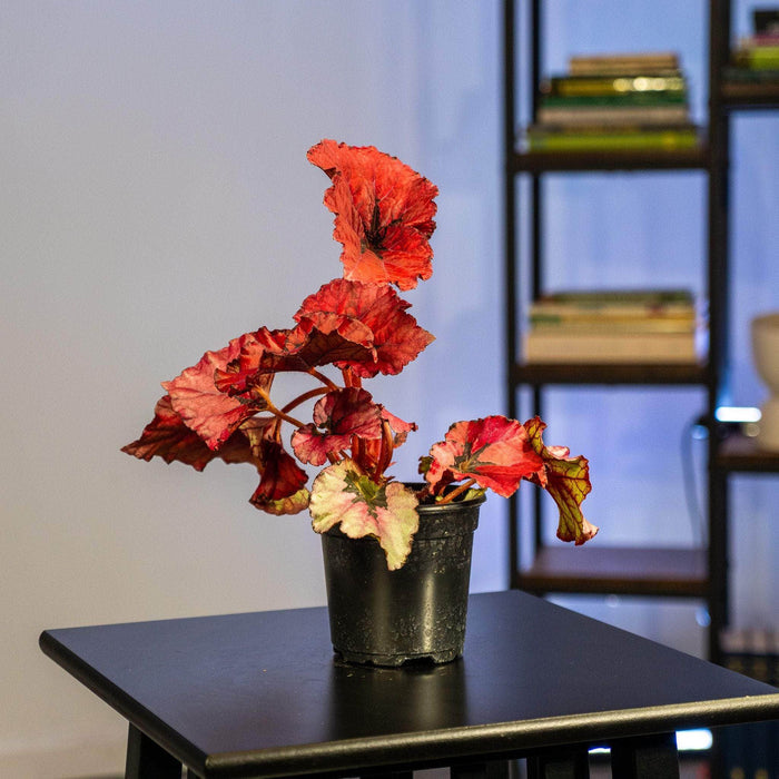 Gabriella Plants Begonia 4" Begonia rex 'Jurassic Heartbeat'