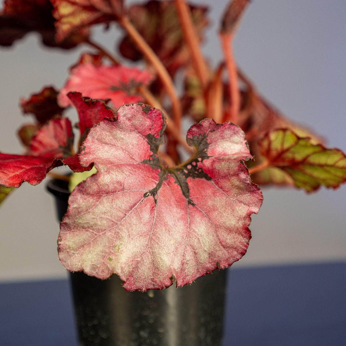 Gabriella Plants Begonia 4" Begonia rex 'Jurassic Heartbeat'