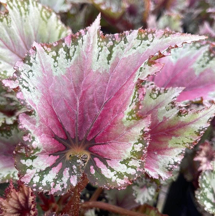Gabriella Plants Begonia 4" Begonia rex 'Jurassic Jr. Berry Swirl'