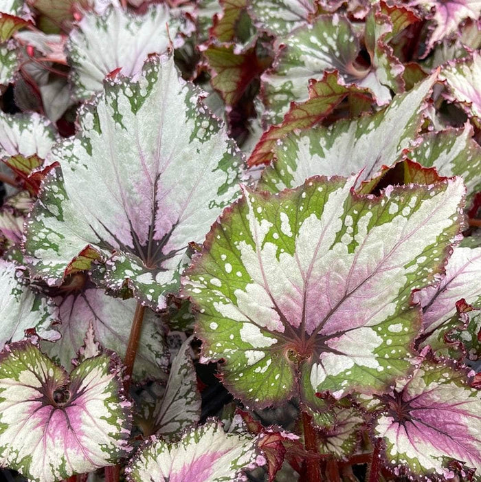 Gabriella Plants Begonia 4" Begonia rex 'Jurassic Jr. Berry Swirl'