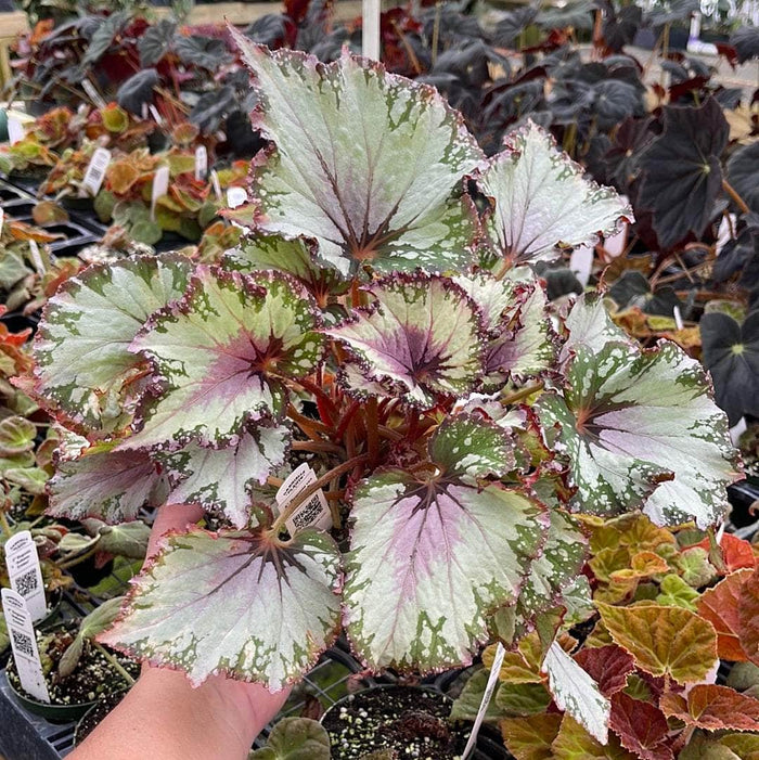 Gabriella Plants Begonia 4" Begonia rex 'Jurassic Jr. Berry Swirl'