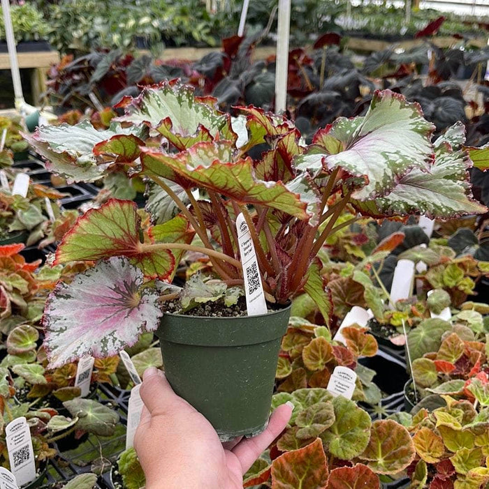 Gabriella Plants Begonia 4" Begonia rex 'Jurassic Jr. Berry Swirl'