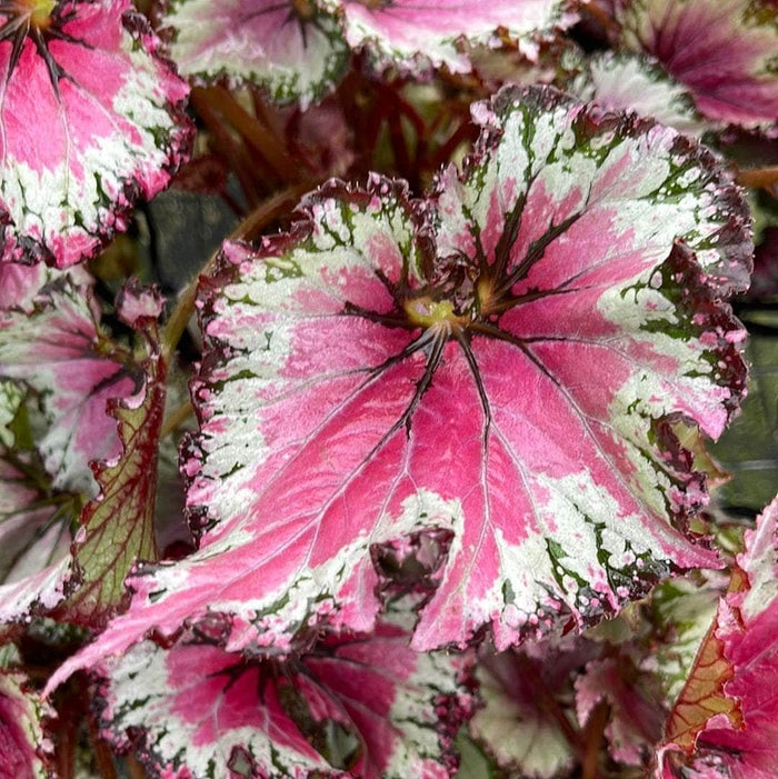 Gabriella Plants Begonia 5” Hanging Basket Begonia rex 'Jurassic Jr. Berry Swirl'