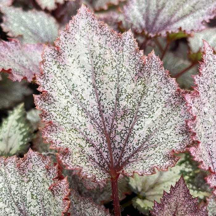 Gabriella Plants Begonia 4" Begonia rex 'Jurassic Jr Purple Spec'