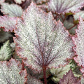 Gabriella Plants Begonia 4" Begonia rex 'Jurassic Jr Purple Spec'