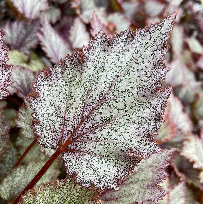 Gabriella Plants Begonia 5” Hanging Basket Begonia rex 'Jurassic Jr Purple Spec'