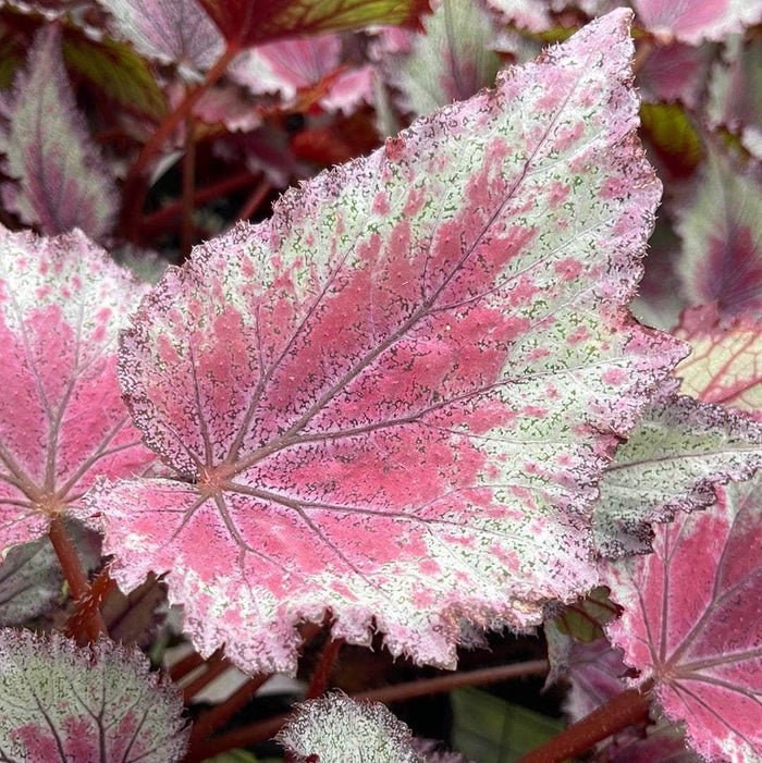 Gabriella Plants Begonia 4" Begonia rex 'Jurassic Jr. Red Splash'