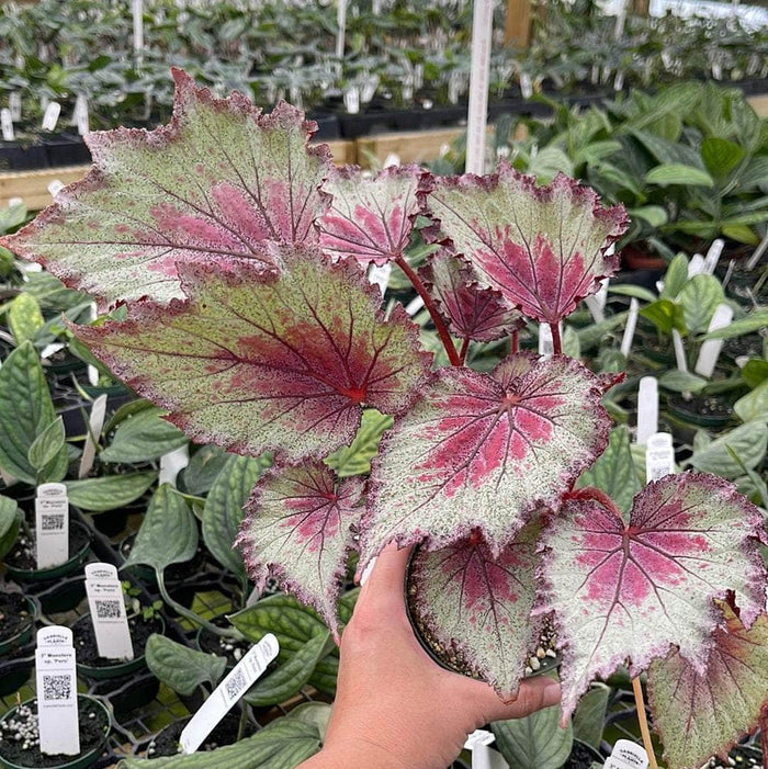 Gabriella Plants Begonia 4" Begonia rex 'Jurassic Jr. Red Splash'