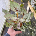 Gabriella Plants Begonia 4" Begonia rex 'Jurassic Jr. Rose Splash'