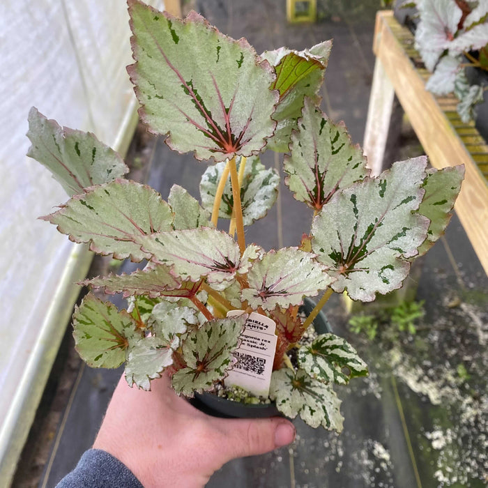 Gabriella Plants Begonia 4" Begonia rex 'Jurassic Jr. Rose Splash'