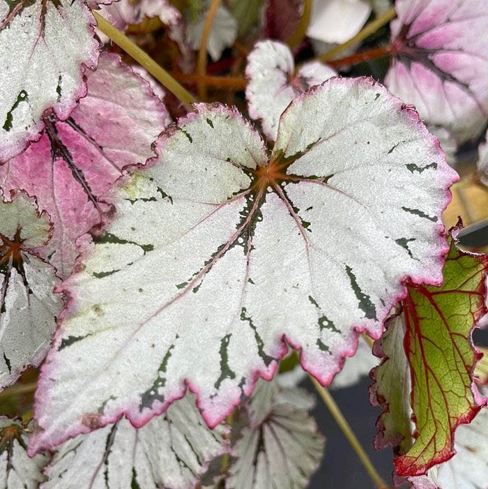 Gabriella Plants Begonia 5” Hanging Basket Begonia rex 'Jurassic Jr. Rose Splash'
