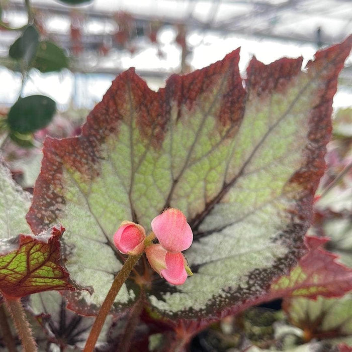 Gabriella Plants Begonia 4" Begonia rex 'Jurassic Silver Point'