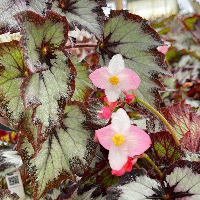 Gabriella Plants Begonia 4" Begonia rex 'Jurassic Silver Point'