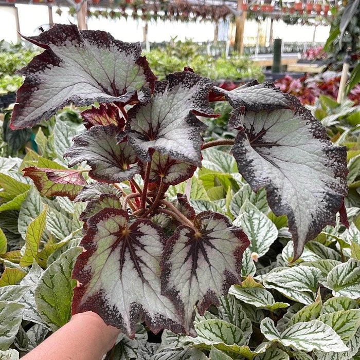 Gabriella Plants Begonia 4" Begonia rex 'Jurassic Silver Point'