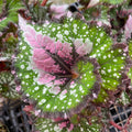 Gabriella Plants Begonia 4" Begonia rex 'Jurassic Watermelon'