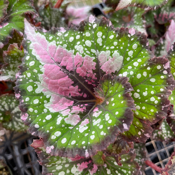 Gabriella Plants Begonia 4" Begonia rex 'Jurassic Watermelon'