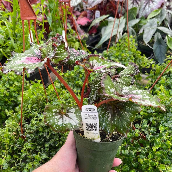 Gabriella Plants Begonia 4" Begonia rex 'Jurassic Watermelon'