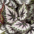 Gabriella Plants Begonia 4" Begonia rex 'Plum Paisley'