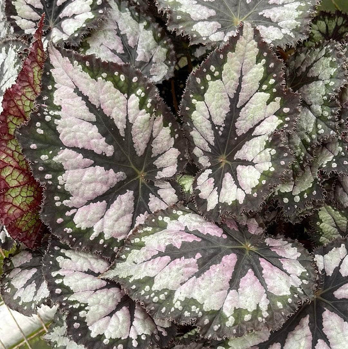 Gabriella Plants Begonia 4" Begonia rex 'Plum Paisley'