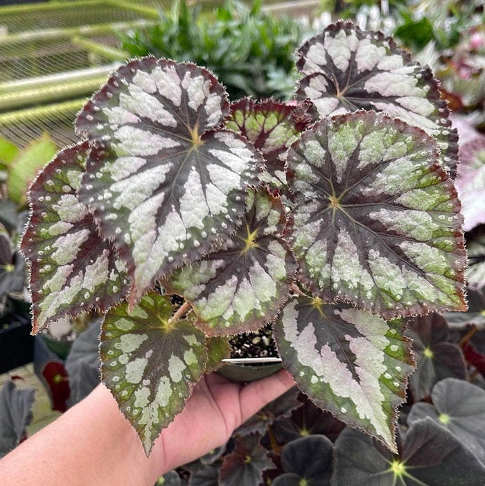 Gabriella Plants Begonia 4" Begonia rex 'Plum Paisley'