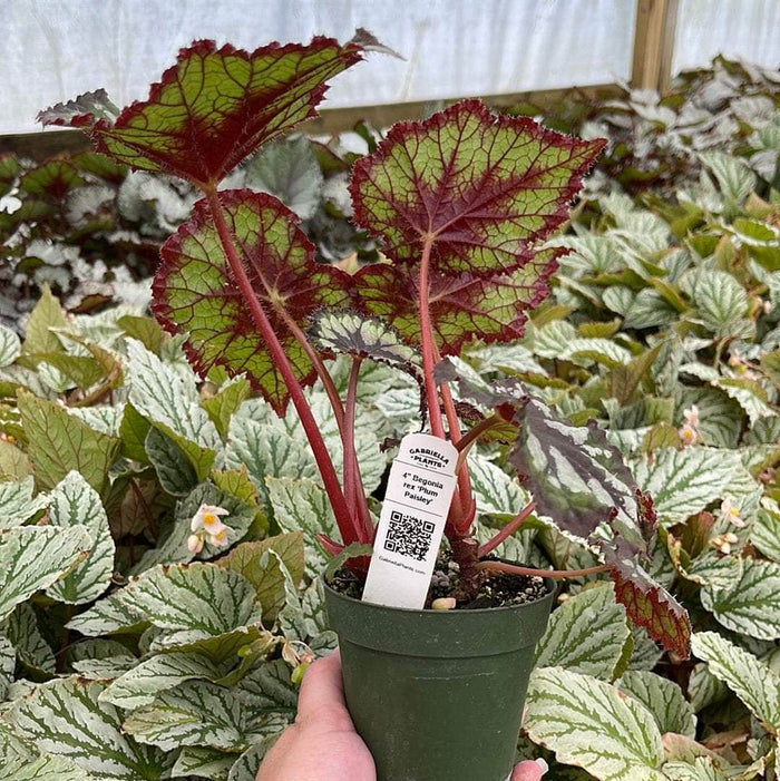Gabriella Plants Begonia 4" Begonia rex 'Plum Paisley'