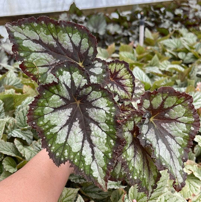 Gabriella Plants Begonia 4" Begonia rex 'Plum Paisley'