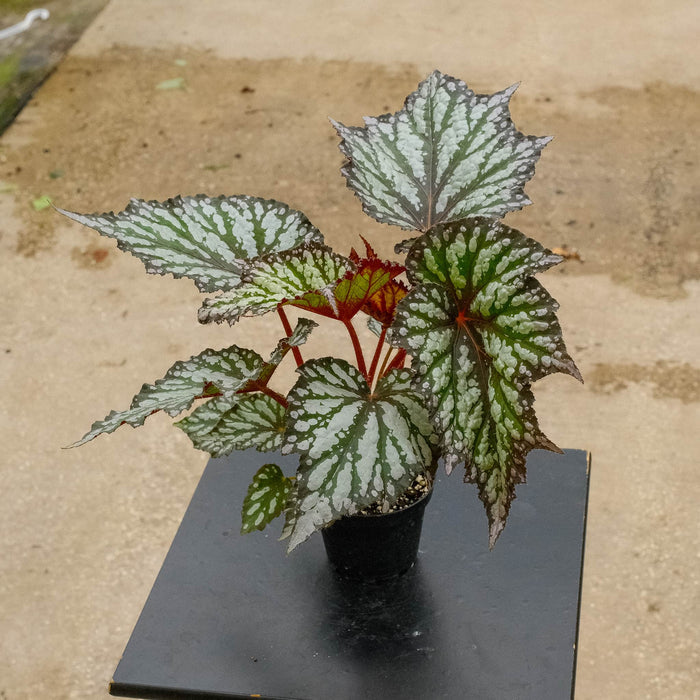Gabriella Plants Begonia 4" Begonia rex 'Summer Storm'