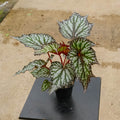 Gabriella Plants Begonia 4" Begonia rex 'Summer Storm'