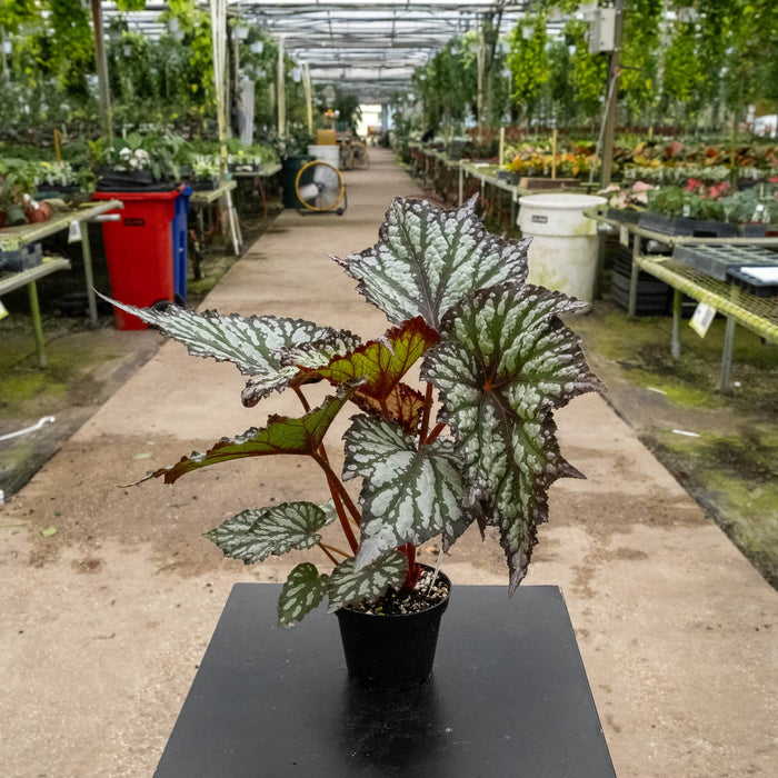 Gabriella Plants Begonia 4" Begonia rex 'Summer Storm'